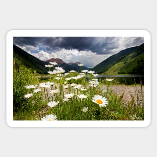 Daisies Sticker